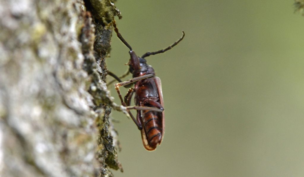 Arhopalus rusticus, Cerambycidae